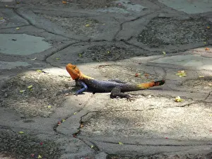 Agama: Lizard, Uganda