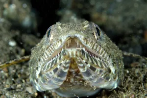 Teeth: Lizardfish