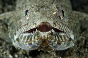 Teeth: Lizardfish