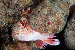 Scorpionfish: Lizarfish (Synodus synodus) trying to eat a scorpionfish
