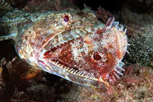 Scorpionfish: Lizarfish (Synodus synodus) trying to eat a scorpionfish
