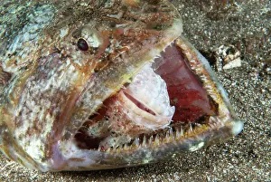 Scorpionfish: Lizarfish (Synodus synodus) trying to eat a scorpionfish