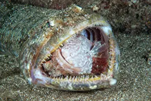 Scorpionfish: Lizarfish (Synodus synodus) trying to eat a scorpionfish