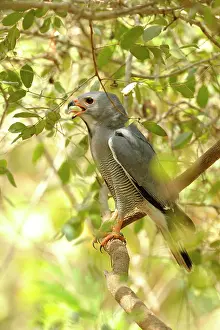 Marakissa: Lizzard Buzzard