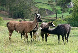 Glama: Llama - 2 hours after birth the baby Llama can