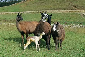 Glama: Llama - 2 hours after birth the baby Llama can