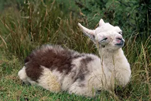 Glama: Llama - a 20 hour old baby