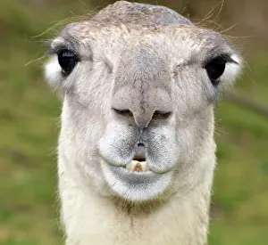 Glama: Llama