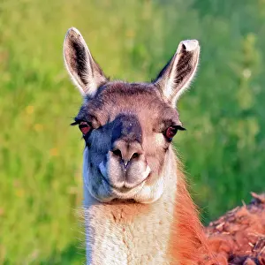 Llama: Llama