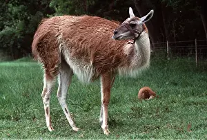Llama: LLAMA