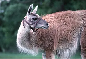 Llama: LLAMA