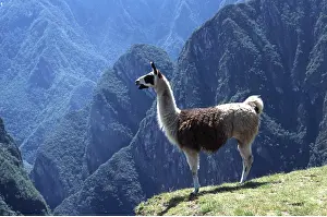Llama: LLAMA