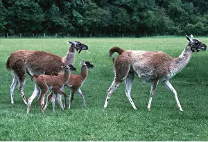 Llama: LLAMA - adults with young