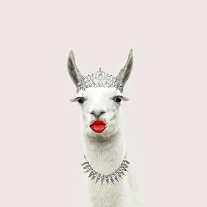 Llamas: Llama with big eye lashes and lipstick wearing a tiara