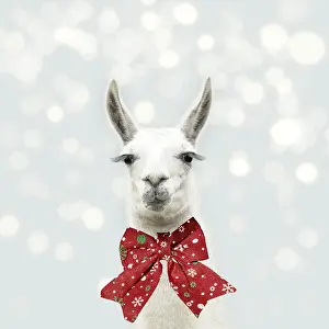90205970: Llama with big eye lashes wearing Christmas bow