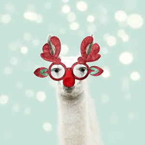 90205970: Llama with big eye lashes wearing Christmas glasses