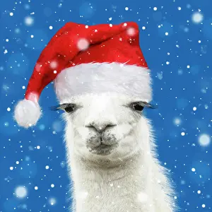 90205970: Llama with big eye lashes wearing Christmas hat