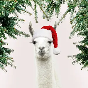 90205970: Llama with big eye lashes wearing Christmas hat