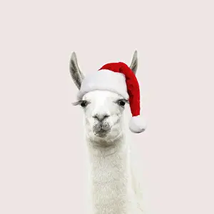 Llamas: Llama with big eye lashes wearing Christmas hat