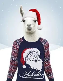 Llamas: Llama with big eye lashes wearing Christmas jumper and hat