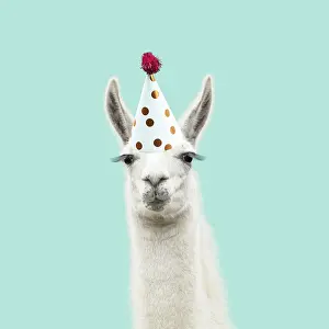 Llamas: Llama with big eye lashes wearing party hat