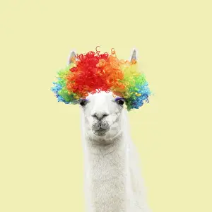 90205970: Llama with big eye lashes wearing raindow coloured wig