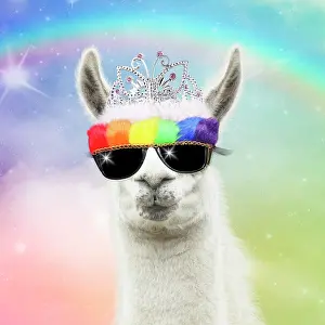 90205970: Llama with big eye lashes wearing tiara ad rainbow sunglass
