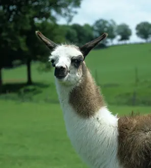 Glama: Llama calf