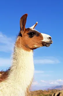 Glama: LLAMA - CLOSE UP OF HEAD