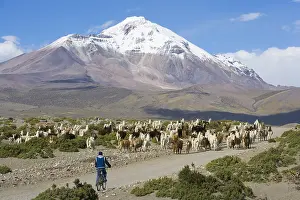 Bicycle: Llama herd crossing road and Isluga volcano Chili