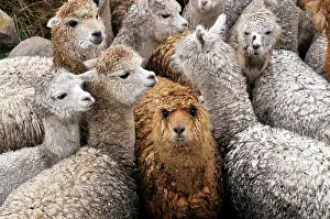 Pampa: Llama herd in Pampa Blanca village, Munizip Charazani
