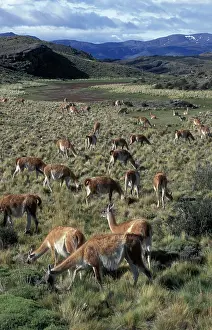 Camelid: Llama - herd in pampas landscape