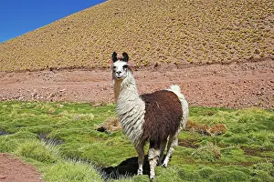 300517: Llama in the highlands, Atacama desert, northern