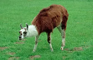 Glama: Llama