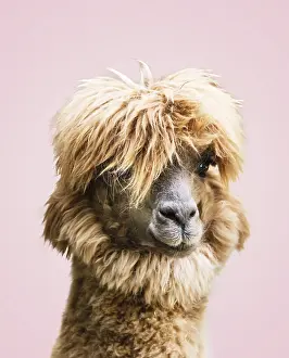 Llamas: Llama (Lama glama), animal portrait