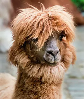 Llama: Llama (Lama glama), animal portrait