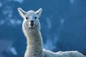 Llama: Llama (Lama glama), captive, Vorderstoder, Upper