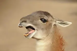 Glama: Llama
