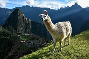 Llama: Llama (Lama glama) in front of Machu Picchu, Aguas