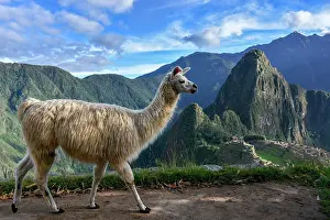 Llama: Llama (Lama glama) in front of Machu Picchu, Aguas
