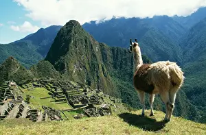 Incas: LLAMA