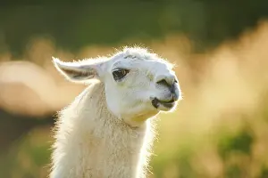 Llama: Llama (Lama glama) on a meadow, portrait, Tirol
