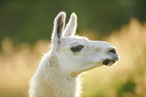 Llama: Llama (Lama glama) on a meadow, portrait, Tirol
