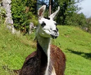 Chewing: Llama (Lama glama), Oberaudorf, Upper Bavaria, Bavaria