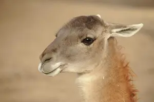 Glama: Llama