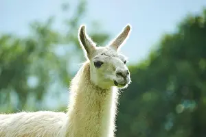 Llama: Llama (Lama glama), portrait, Tirol, Kitzbahel