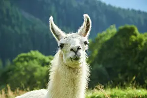 Llama: Llama (Lama glama), portrait, Tirol, Kitzbahel