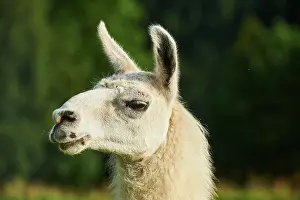 Llama: Llama (Lama glama), portrait, Tirol, Kitzbahel