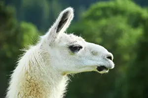 Llama: Llama (Lama glama), portrait, Tirol, Kitzbahel