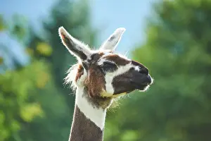 Llama: Llama (Lama glama), portrait, Tirol, Kitzbahel